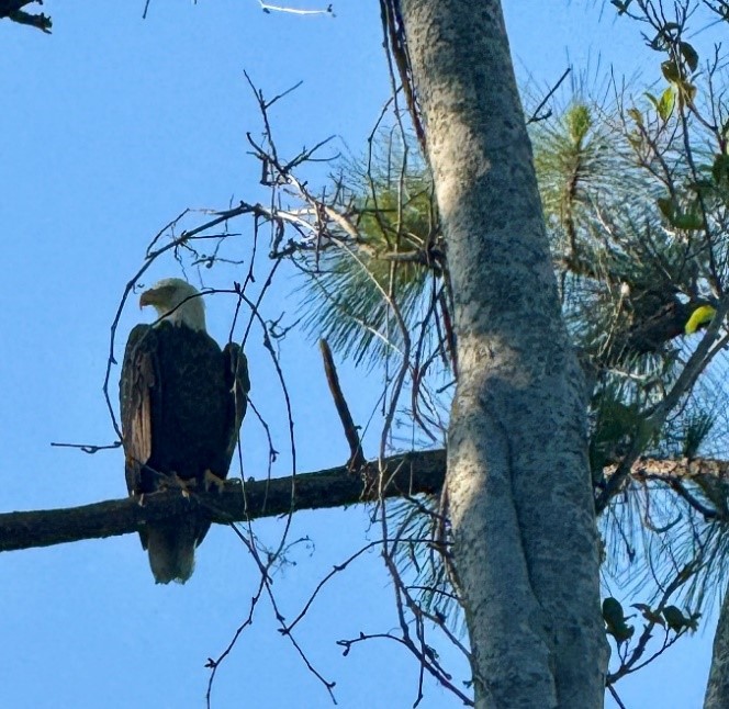 Park Shore Bald Eagles