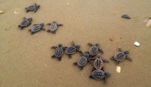 Park shore sea turtles